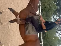 حصان, Thoroughbred horse — الصورة 3