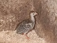 Guinea fowl — الصورة 1