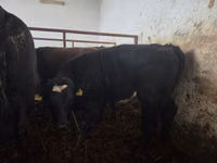Rinder (Partie, Geschlecht nicht angegeben), Simmental cattle — Foto 3