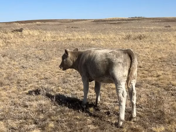 Уй, Аулиеколь тукуму