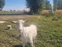 عنزة, Saanen goat — الصورة 2