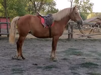 Stute, Haflinger — Foto 4