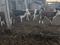 ثور, Simmental cattle — الصورة 4