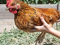Chickens — Foto 2