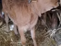 公牛, Limousin cow — 照片 2