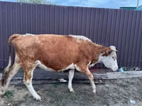 गाय, Simmental cattle — फ़ोटो 1