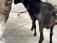 Widder, Arashan sheep — Foto 3