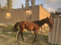 Hengst, Friesian sport horse — Foto 1