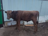 公牛, Cattle — 照片 2