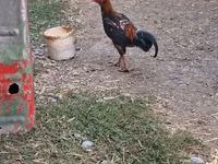 Chickens — Foto 2