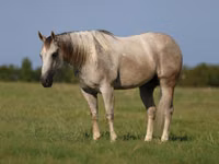Aygʻir, Quarter Horse — 2-rasm