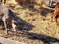 Rinder (Partie, Geschlecht nicht angegeben), Simmental cattle — Foto 4