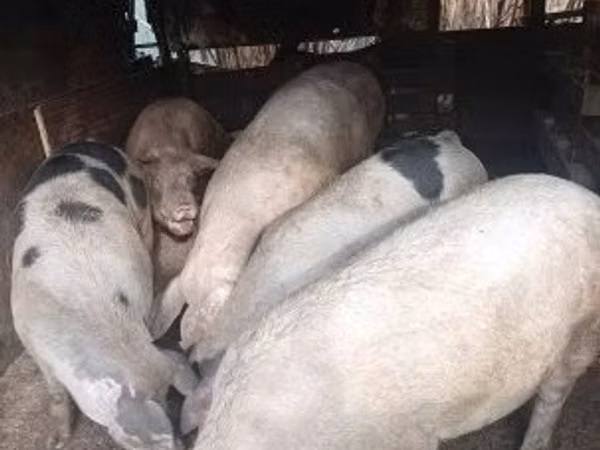 Eber, Schweine