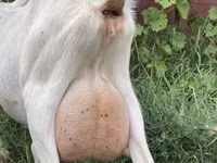 Ziege, Saanen goat — Foto 1