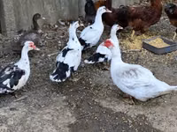 Ducks — 照片 3