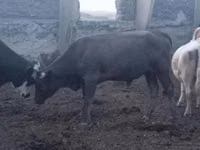 ثور, البقرة الحمراء السهوبية — الصورة 2