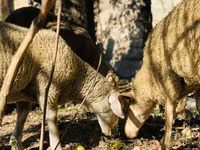 Carnero, Merinoland sheep — foto 5