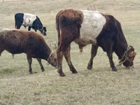 Rinder (Partie, Geschlecht nicht angegeben), Swiss cattle — Foto 6