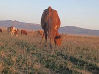 Vaca, Ganado vacuno — foto 1