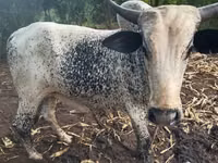 母牛, Cattle — 照片 1