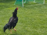 Chickens — الصورة 1