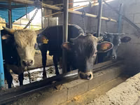 सांड, Simmental cattle — फ़ोटो 5