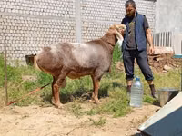 Carnero, Arashan sheep — foto 6