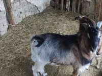 Goat, Goats — photo 6