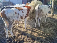 Vaca, Simmental cattle — foto 4