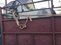 घोड़ी, घोड़े — फ़ोटो 3