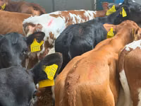 Rinder (Partie, Geschlecht nicht angegeben), Simmental cattle — Foto 4