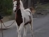 فرس, الخيول — الصورة 3