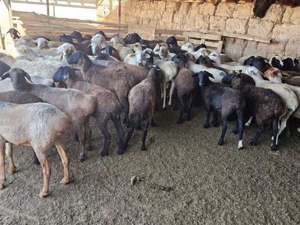 公羊, Sheep