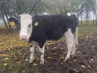 بقرة, Russian Black pied cattle — الصورة 5