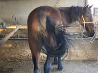 Caballo, Tatar horse — foto 3