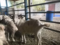 Billy Goat, Saanen goat — photo 6