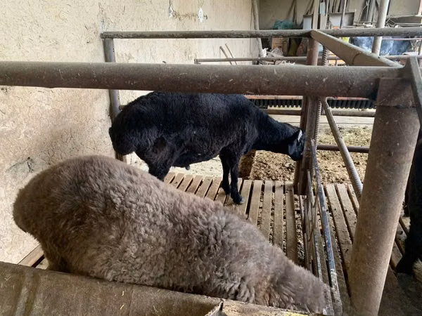 Schafe (Partie, Geschlecht nicht angegeben), Schafe