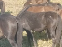 Stute, Horse breed — Foto 4