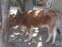 母牛, Cattle — 照片 2