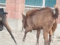 تيس, Beetal goats — الصورة 2