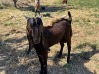Ziegenbock, Beetal goats — Foto 1