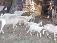 Ешкі, Dutch Landrace goats — 1-сурет