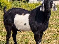 Ziegenbock, Nubian Goat — Foto 1