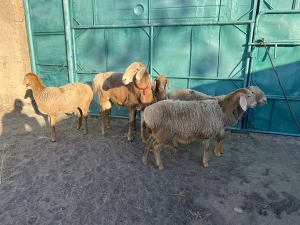 Кой, Арашан — Кыргызстан
