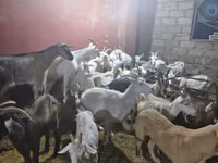 母山羊, Goats — 照片 3