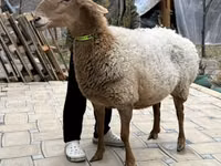 Schaf, Awassi sheep — Foto 4