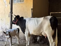 Kuh, Russian Black pied cattle — Foto 2