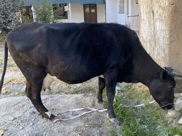 गाय, मवेशी — उज़्बेकिस्तान