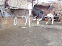 Vaca, Simmental cattle — foto 3