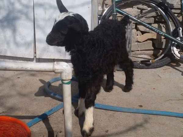 ماعز (دفعة، الجنس غير محدد), Alpine goat